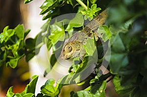 L'Endormi ou camÃÂ©lÃÂ©on, Ile de La RÃÂ©union photo